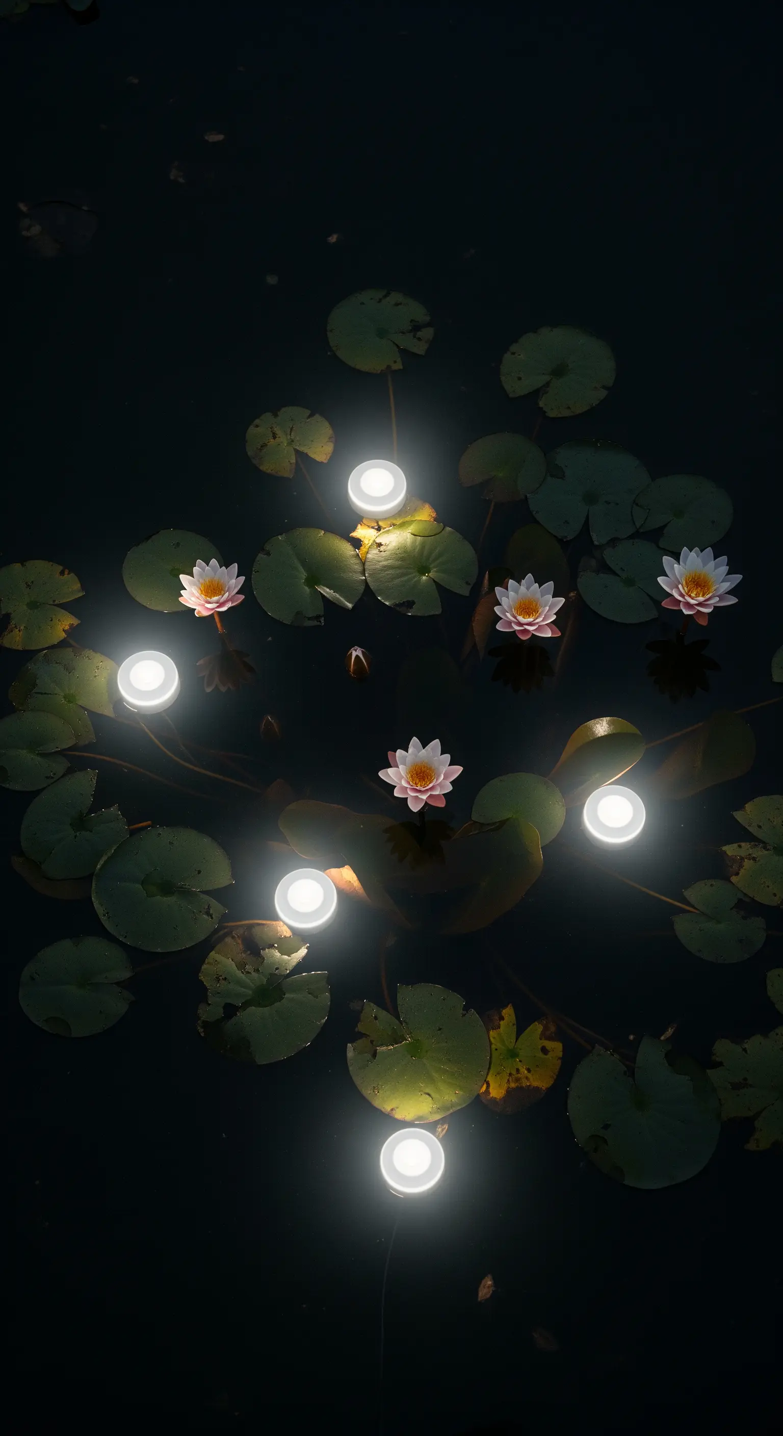 Luci galleggianti a forma di disco tra le ninfee in uno stagno scuro.