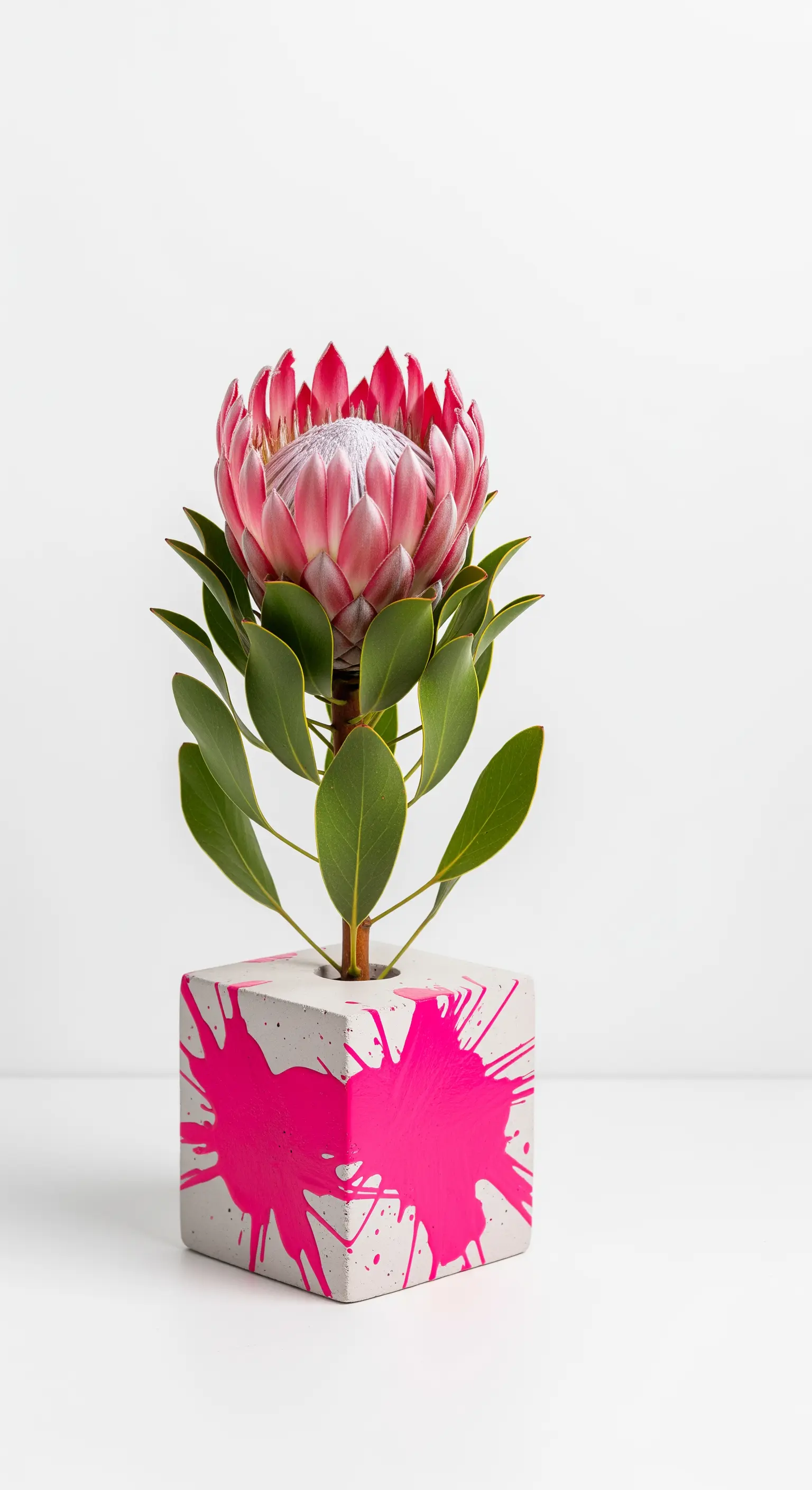 Vaso cubico in cemento con uno schizzo di vernice fucsia, contenente un fiore di Protea.